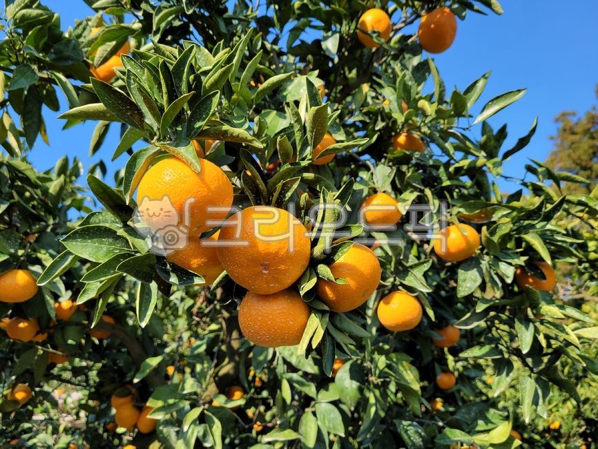 귤, 감귤류과일, 과일, 노지귤, fruit, 사진,이미지,일러스트,캘리그라피 - phototo73작가