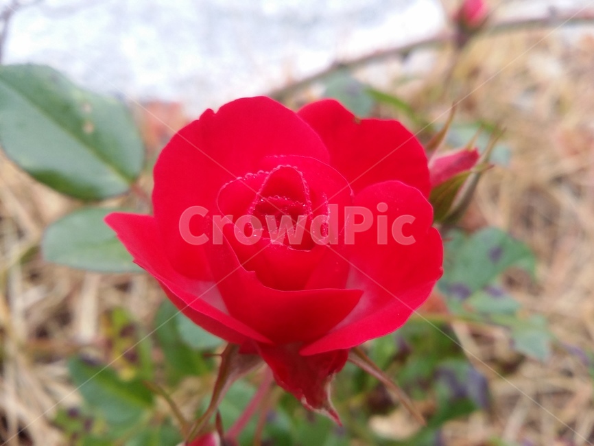 꽃,flower,식물,rose,장미,자연,식물,자연,plants,nature,꽃,flower