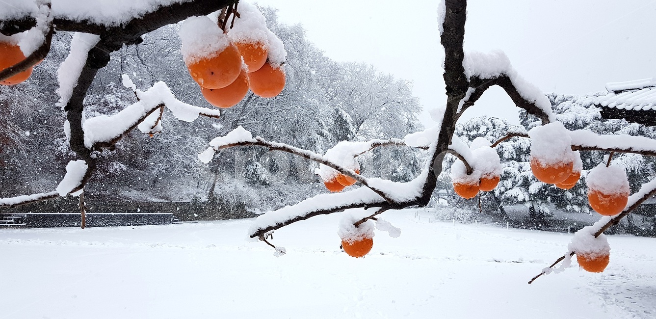 첫눈,창덕궁,낙선재,홍시,firstsnow,changdeokgung,redripepersimmon,softpersimmon,persimmon,changdeokgungnakseonjae,nakseonjae,겨울,계절,winter,season,식물,자연,plants,nature,과일,열매,fruit