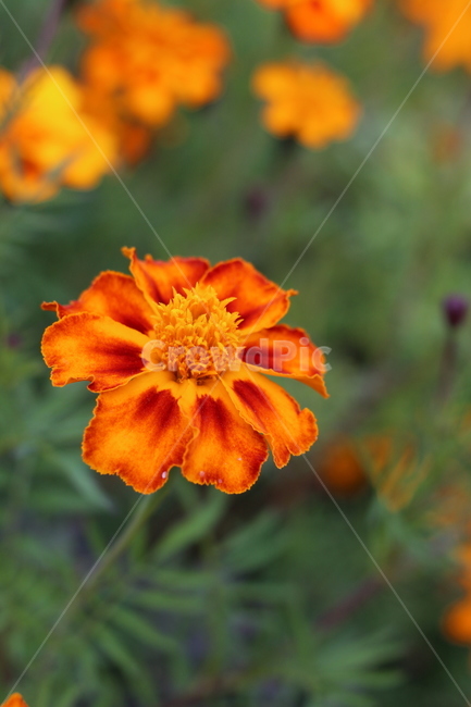 pollen,plant,식물,꽃,가을꽃,골든메리,식물,자연,plants,nature,꽃,flower