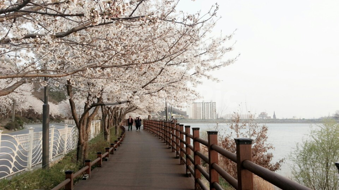 벚꽃,다리,풍경,blossom,길,봄,계절,spring,season,plant,식물