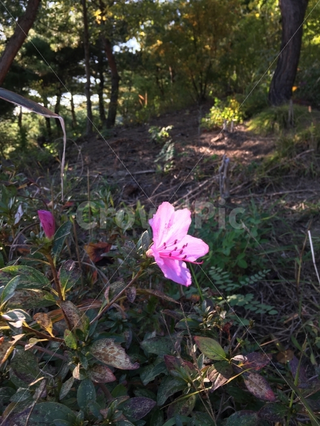 꽃,분홍꽃,햇살,플라워,식물,식물,자연,plants,nature,꽃,flower