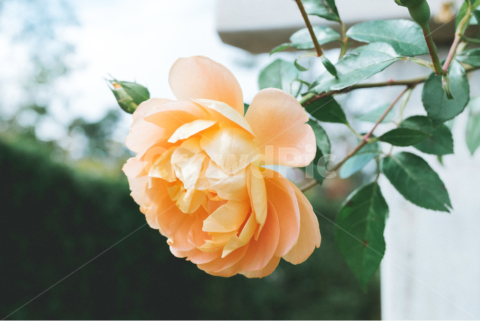 식물,꽃,자연,꽃잎,초록,밝은,색감,여름,plant,flower,green,summer,nature,식물,자연,plants,nature,꽃,flower,감성,sensible,feeling,색깔,색상,색채,색감,color sense,color sensitivity,feeling of color