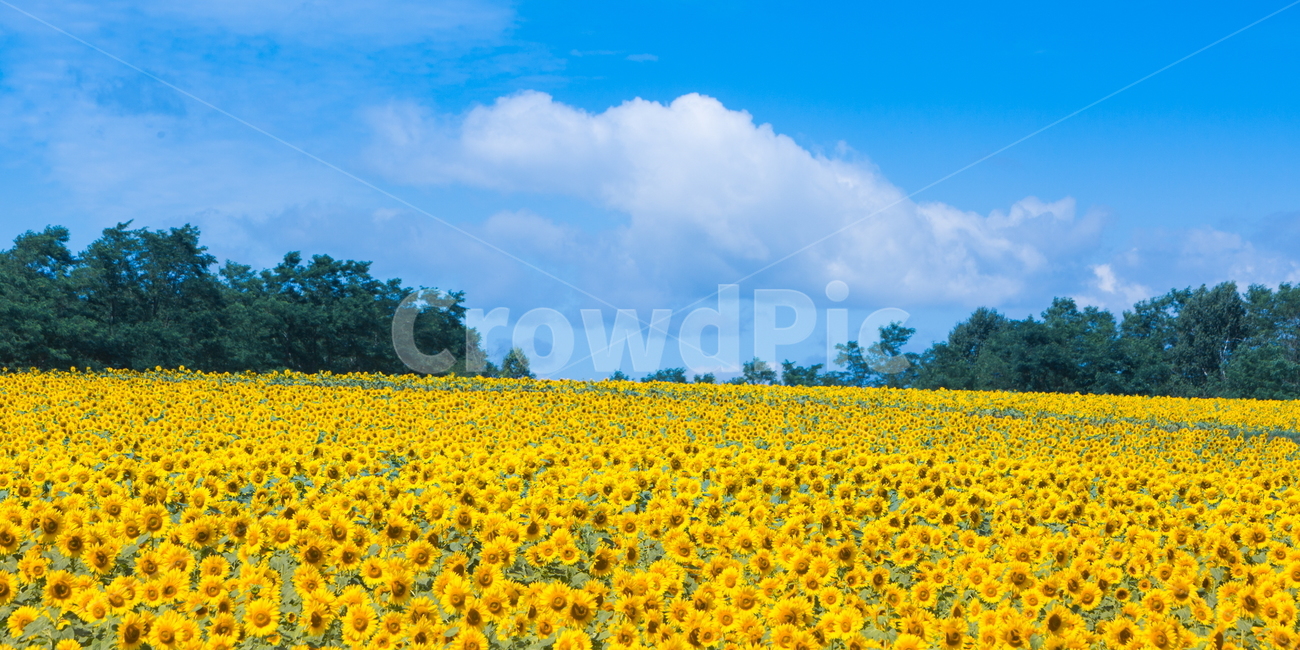 해바라기,해바라기꽃,꽃,sunflower,flower,식물,자연,풍경,nature,landscape,식물,plants,꽃,flower