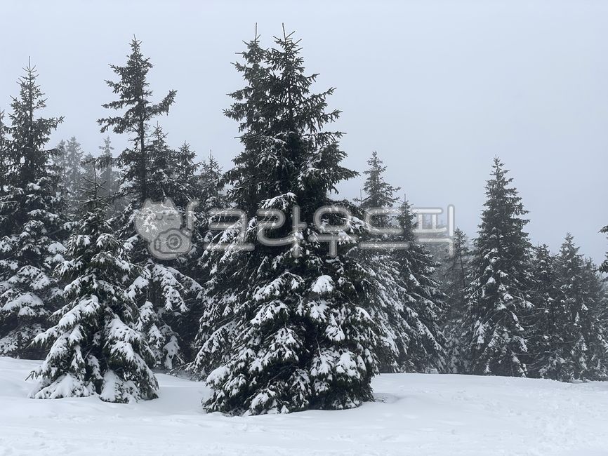 겨울,겨울산,눈덮인나무,눈,겨울눈,나무,눈덮인산