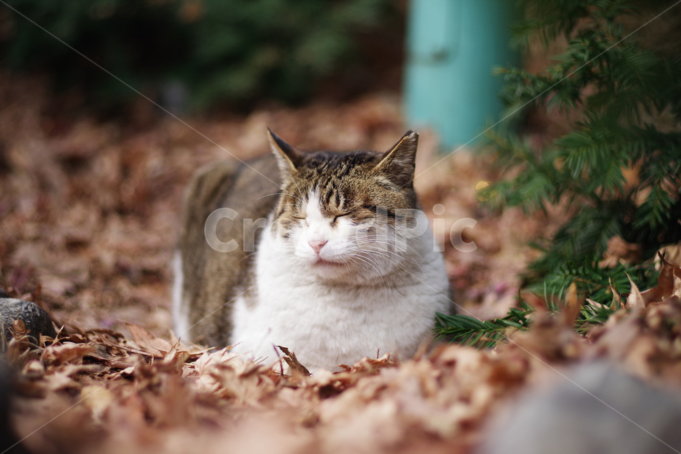 고양이,길고양이,길냥이,동물,야생동물,야생,자연,cat,kitty,kitten,pet,animal,gato,동물,animal,포유류,mammal,고양이,cat,kitten,kitty