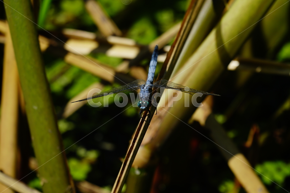 잠자리,연못,곤충,벌레,insect,dragonflies,dragonfly,가을,autumn,fall,9월,september,자연,nature,식물,plants,수풀,동물,animal,곤충,벌레,insect,bug