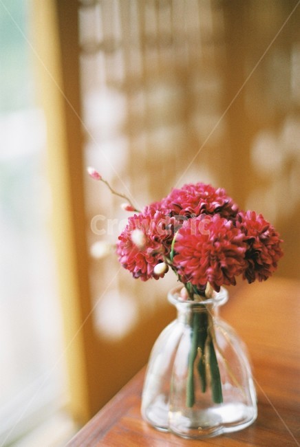 꽃,전통,실내,flower,concept,오브젝트,물건,사물,koreanculture,indoor,traditional,plant,식물,장식,꽃,flower,실내용화초,화분,화초,house plant,감성,sensible,feeling