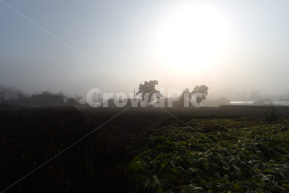 light,빛,flare,플레어,nature,자연,weather,날씨,가을,풍경,안개,fog,mist,자연,풍경,nature,landscape