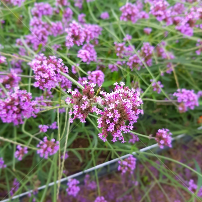 식물,plant,flower,blossom,꽃,식물,자연,plants,nature,꽃,flower