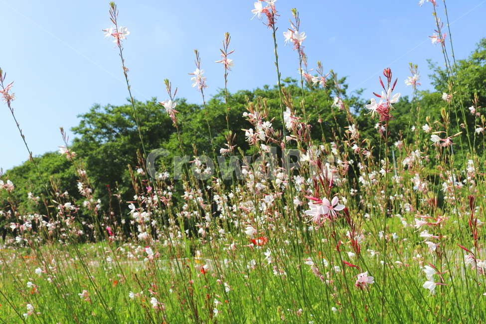 가우라,꽃,가우라꽃,식물,비늘꽃과,자연,풍경,백접초,식물,자연,plants,nature,꽃,flower