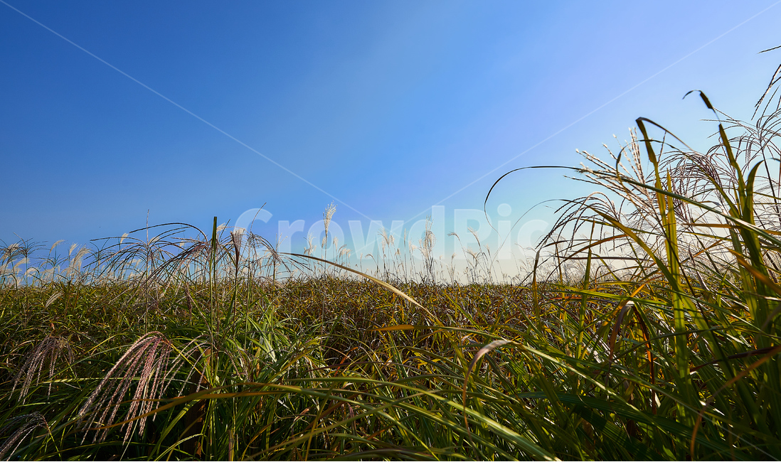 억새,하늘공원,하늘,여름,식물,자연,갈대,자연,풍경,nature,landscape,식물,plants,grass,잔디,plant,lawn