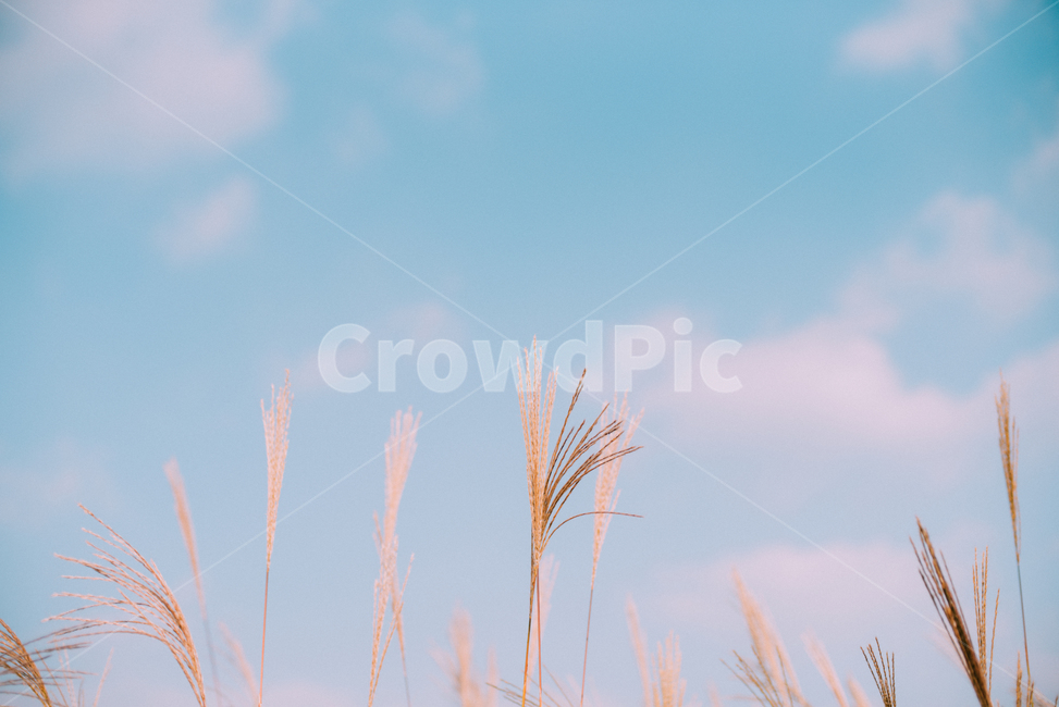 plant,식물,억새,억새풀,하늘,sky,가을,fall,억새밭,자연,가을,계절,fall,autumn,season,자연,풍경,nature,landscape,grass,잔디,lawn,reed,갈대