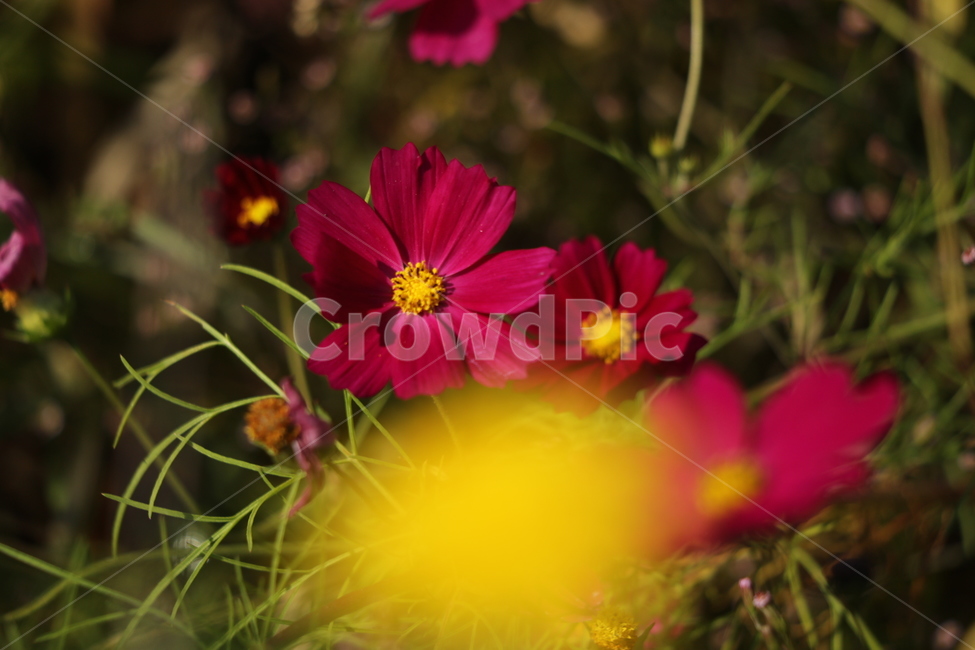 가을,코스모스,빨강노랑,꽃,순정,가을,계절,fall,autumn,season,식물,자연,plants,nature,꽃,flower,plant,geranium,제라늄,blossom,petal,꽃잎