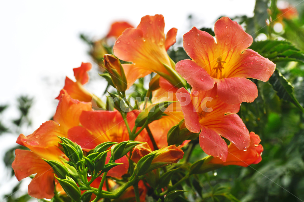 능소화,여름,꽃,식물,계절,식물,자연,plants,nature,꽃,flower
