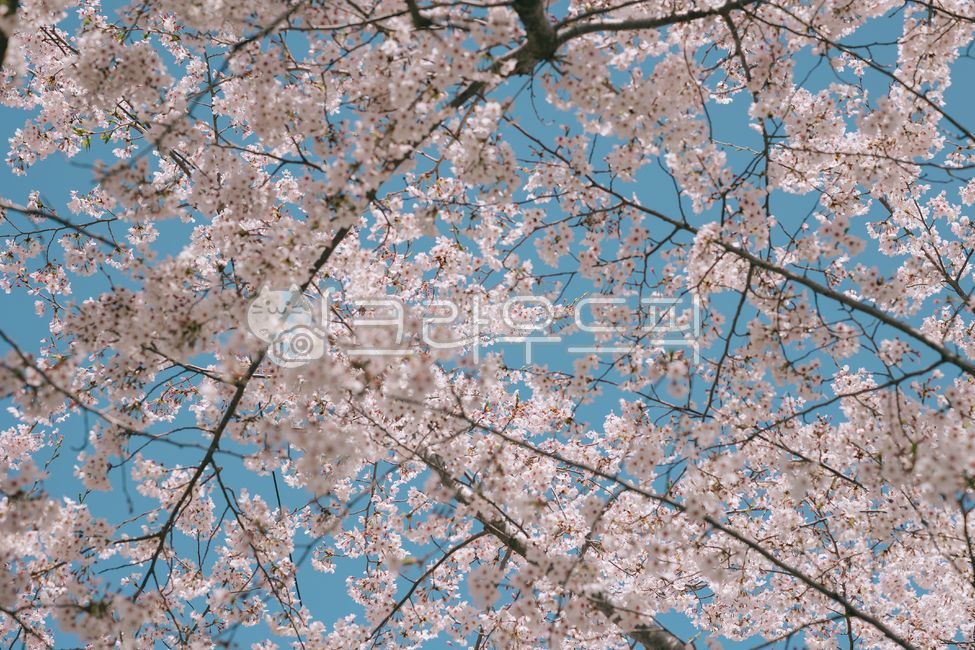 spring,spring flowers,raod,Cherry Blossom,cherry blossom road,cherryblossom,tree,flower
