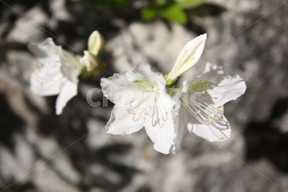 흰진달래,봄꽃,봄나들이,중앙공원,꽃,blossom,flower,plant,식물