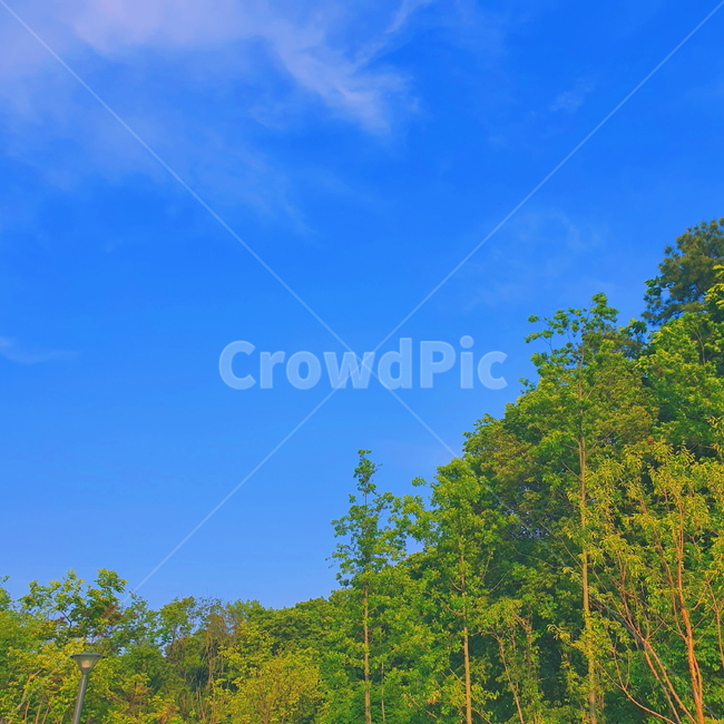 나무,자연물,tree,숲,하늘