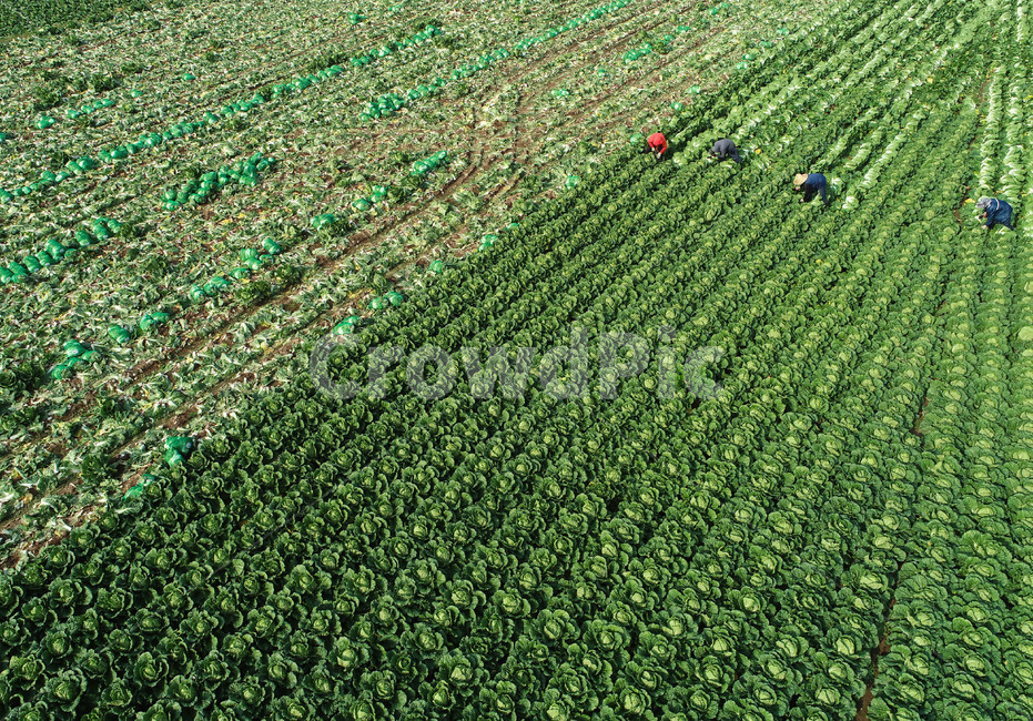 가을,배추,수확,harvest,들판,농부,농사,김장,드론사진,color,colorful,사람들,대중,군중,other people,crowd,산업,industry,industrial,농업,농사,agriculture,farming,farming industry
