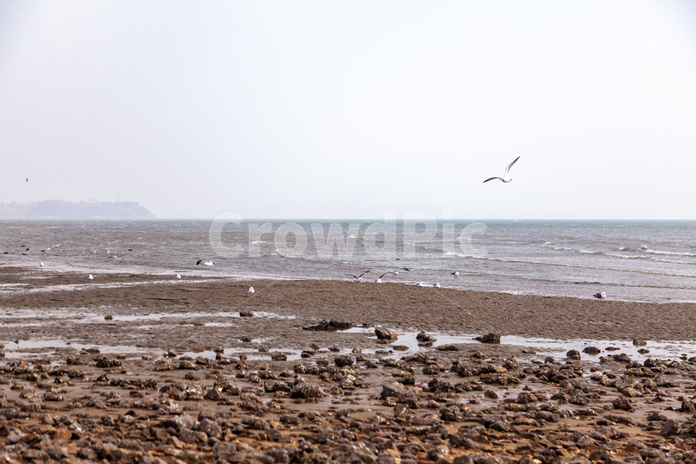 bird,새,animal,동물,갈매기,ground,바닥,물,water,대양,바다,서해,서해안,서해바다,제부도,ocean,nature,자연