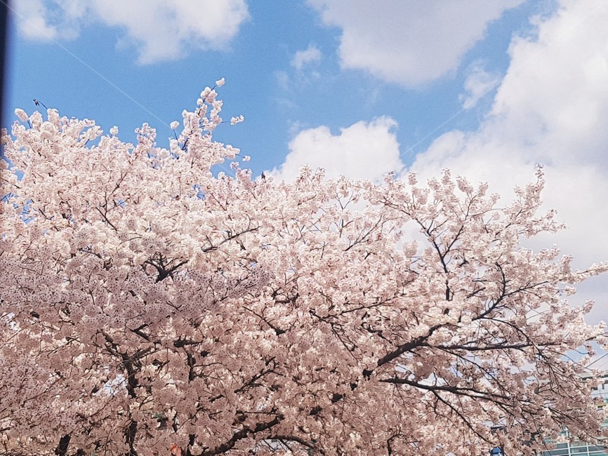 cherryblossom,벚꽃,꽃,flower,봄,하늘,봄하늘,식물,자연,plants,nature,꽃,flower