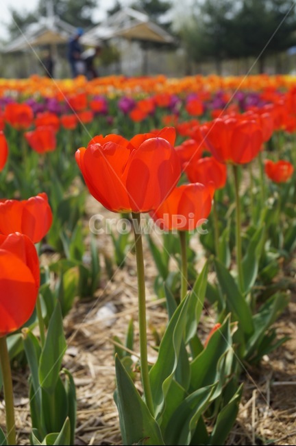 튤립,flower,자연,봄,꽃축제