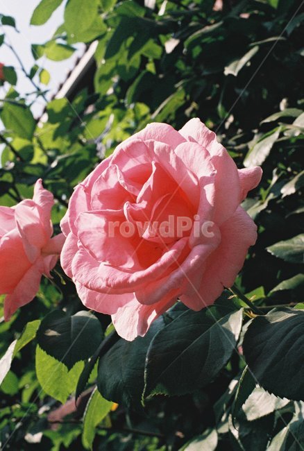 장미,rose,꽃,덩쿨,하늘,자연,여름,사랑,보케,식물,자연,plants,nature,꽃,flower