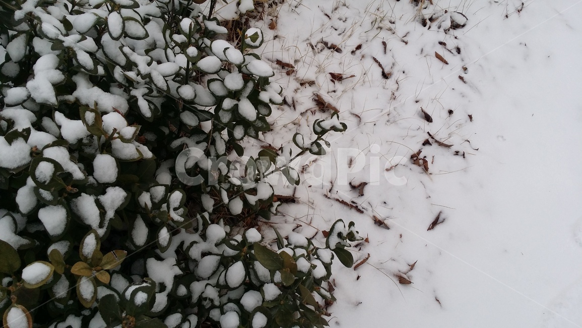 계절,눈,겨울,설경,날씨,하얗다,눈내린풍경,깨끗한풍경,하얀풍경,낙엽,snow,winter,season,흰색,화이트,감성,겨울,계절,winter,season