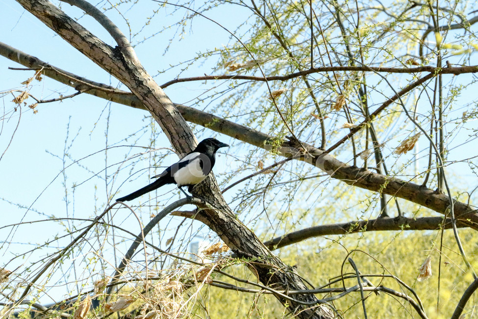 bird,새,animal,동물,까치,봄,여름,나무,tree,magpie
