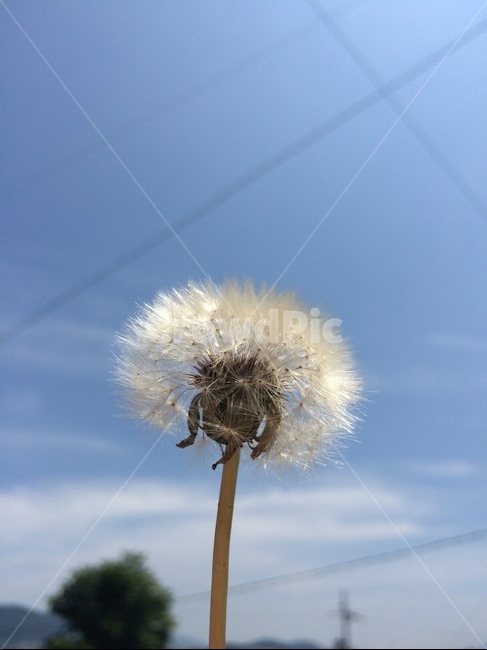 민들레,씨앗,솜털,하얀,꽃