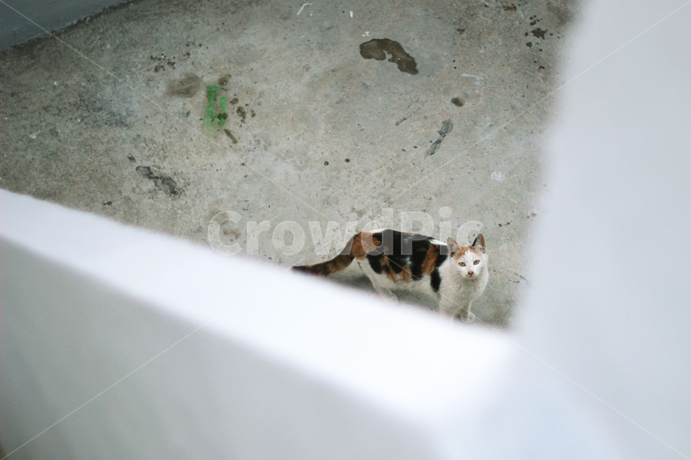 길고양이,고양이,시골,평화,고요함