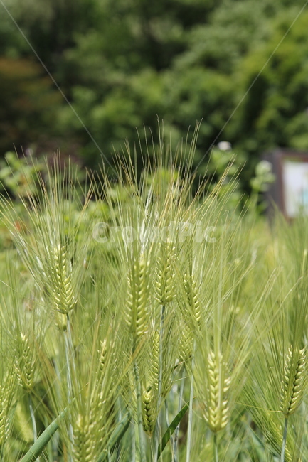 꽃,식물,풀,잎,자연,숲,봄,식물,자연,plants,nature