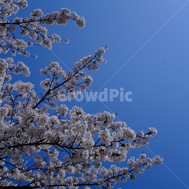 plant,blossom,식물,flower,꽃,벚꽃,벚꽃나무,봄,계절,나들이,여행,자연,개화,spring