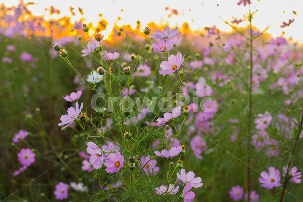 가을,코스모스,저녁노을,감성,꽃놀이,가을,계절,fall,autumn,season,식물,자연,plants,nature,꽃,flower,geranium,제라늄,plant,blossom
