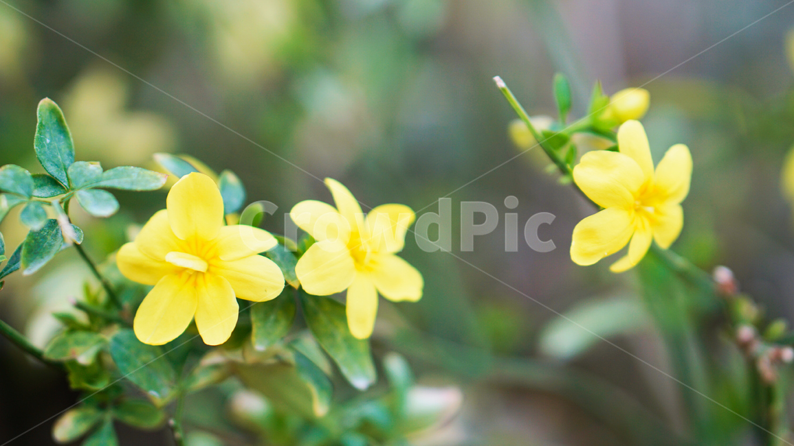 허브,꽃,식물,온실,화원,생화,조화,flower,plant,nature,자연,식물,자연,plants,nature,꽃,flower