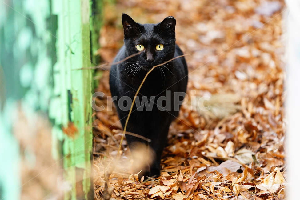 고양이,길고양이,길냥이,야옹이,냐옹이,냥냥이,반려묘,애완묘,반려동물,애완동물,야생동물,펫,캣,mammal,animal,blackcat,검은고양이,pet,cat,동물,animal,포유류,mammal,고양이,cat,kitten,kitty
