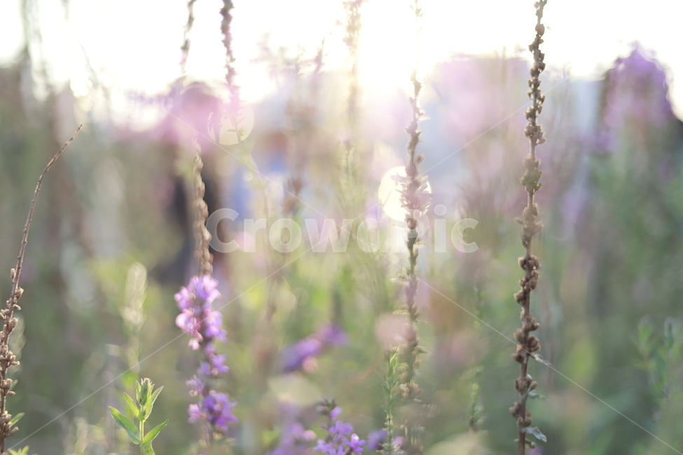 plant,식물,노을,보케,빛망울,sunset,가을분위기,보라색꽃,purple,라벤더색,식물,자연,plants,nature,꽃,flower,휴식,힐링,rest,relaxation,healing