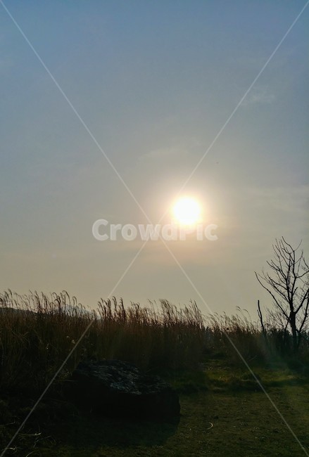 억새,빛,자연,가을,노을,옥외,플레어,감성사진,계절,flare,light,nature,outdoors