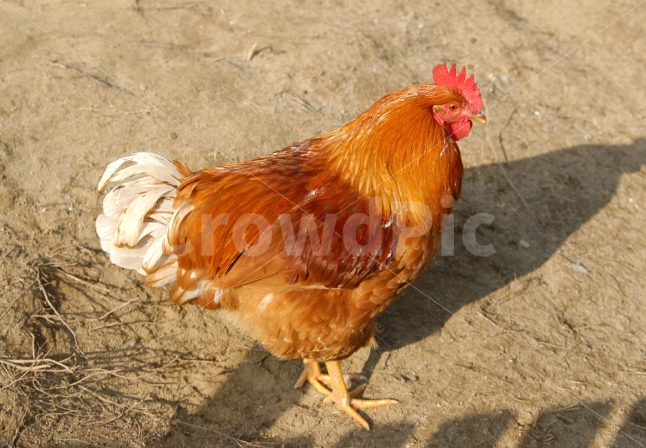닭,가축,조류,동물,chicken,동물,animal,조류,새,birds
