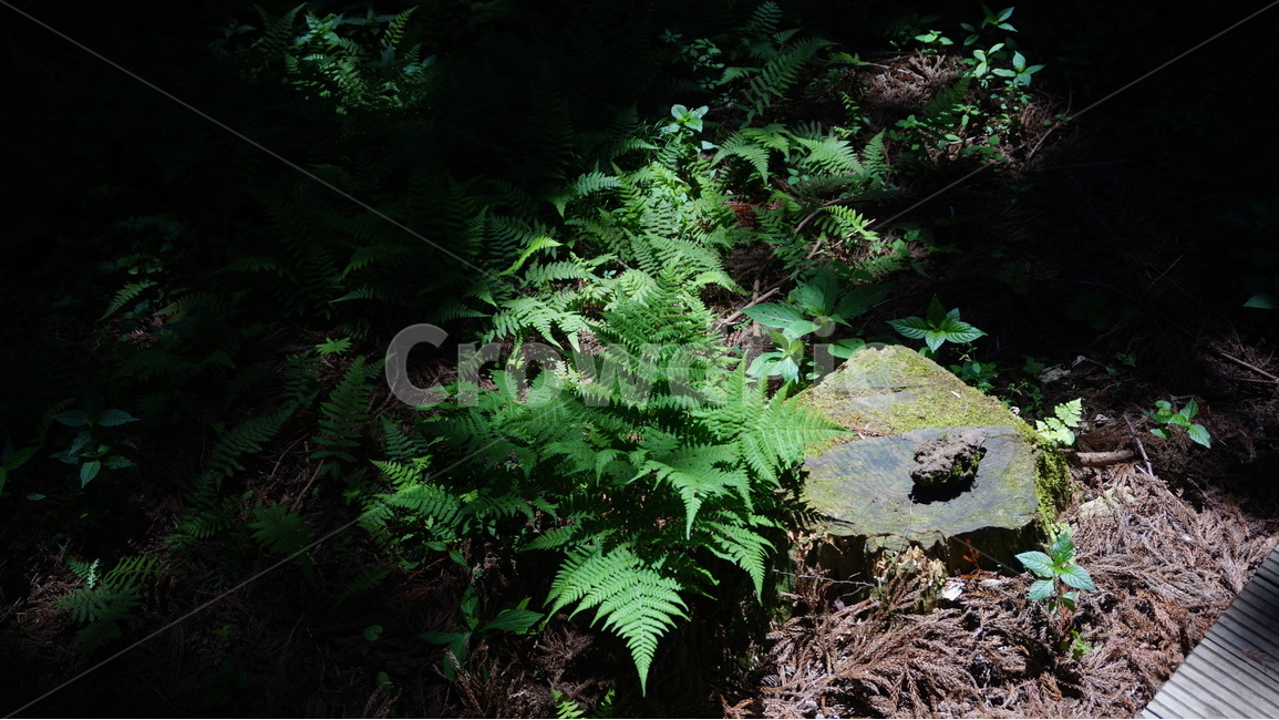 여름,summer,자연,nature,바다,sea,식물,flant,여름숲,summerforest,제주도숲고사리,chejuforestfern,풀잎,grassleaf,식물,자연,plants,nature