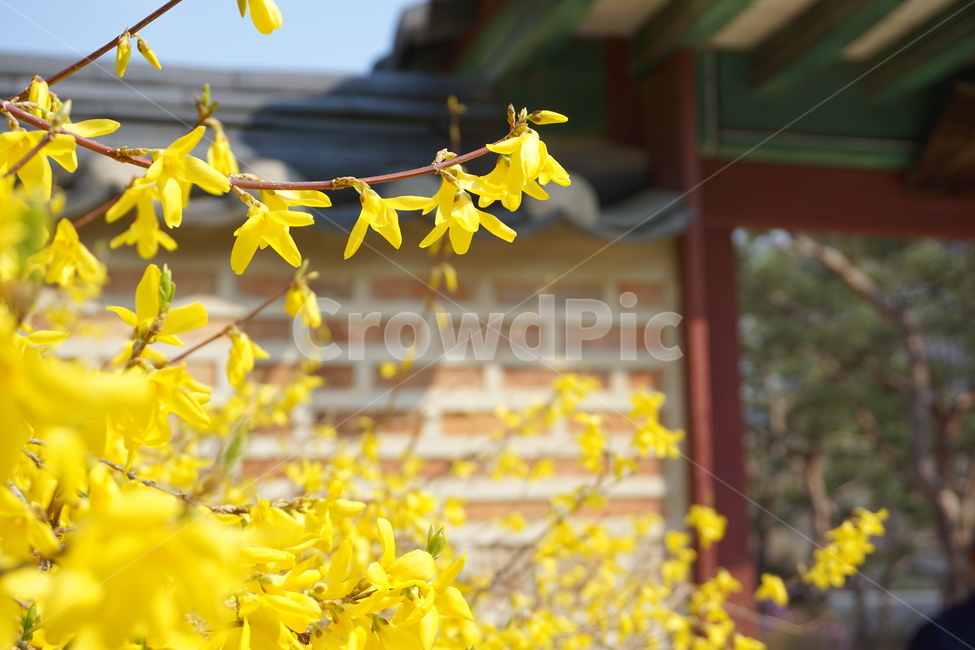 개나리,봄,노란색,노랑,꽃,담벼락,식물,자연,plants,nature,꽃,flower