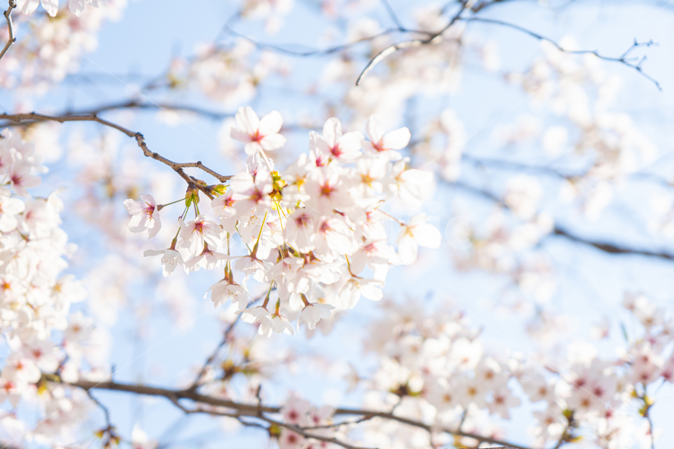 벚꽃,꽃,봄,핑크,분홍,나무,plant,식물,cherryblossom,blossom,flower,따뜻,따뜻한,벚꽃축제