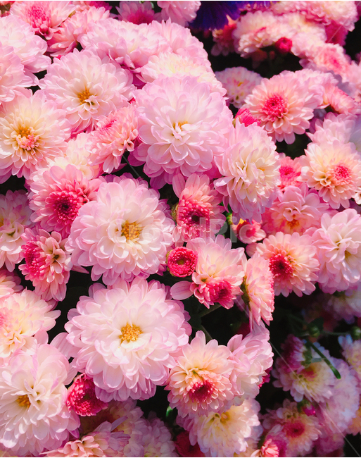 꽃,자연,식물,봄,flower,nature,식물,자연,plants,nature,꽃,flower