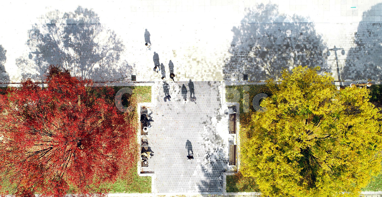가을,단풍,항공사진,그림자,나무,autumn,가을,계절,fall,autumn,season,사람들,대중,군중,other people,crowd