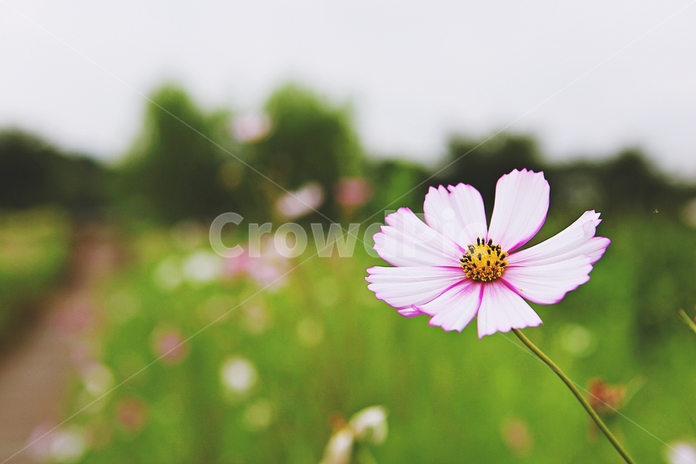 코스모스,꽃,꽃잎,들꽃,식물,가을꽃,가을,공원,자연,계절,식물,자연,plants,nature,꽃,flower