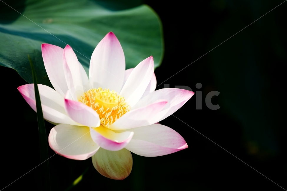 관곡지,연꽃테마파크,연꽃,연잎,연밥,시흥,식물,자연,plants,nature,꽃,flower