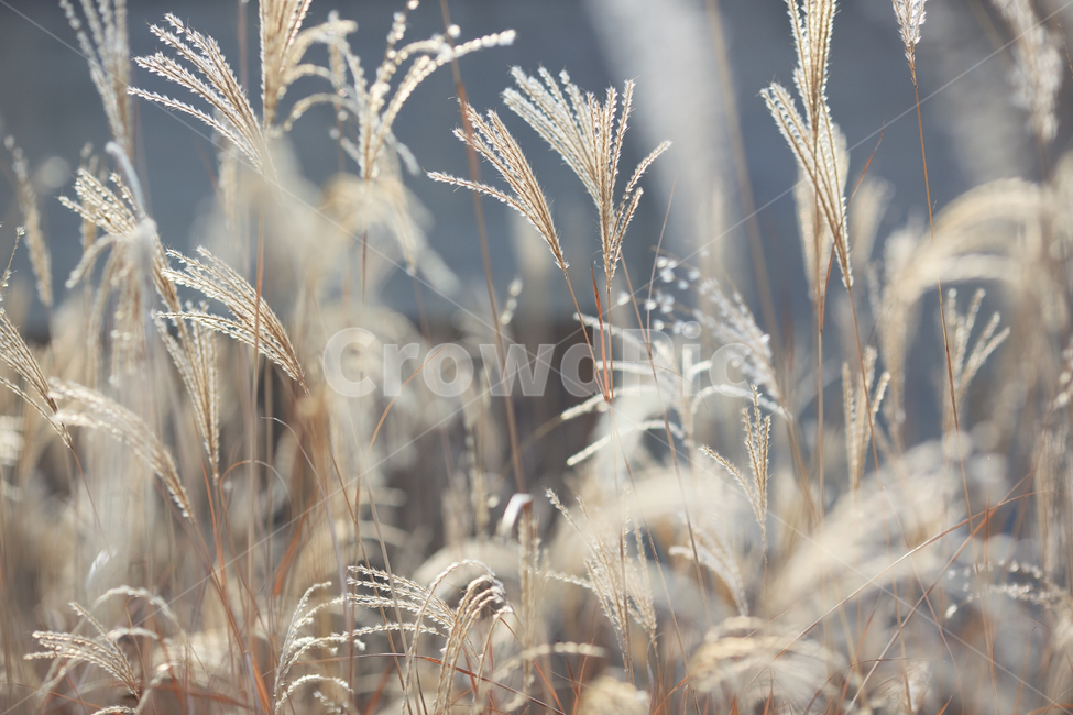 억새,가을,가을빛,살랑살랑,남양성지,폰배경,바탕화면,가을,계절,fall,autumn,season,grass,잔디,plant,식물,lawn,reed,갈대