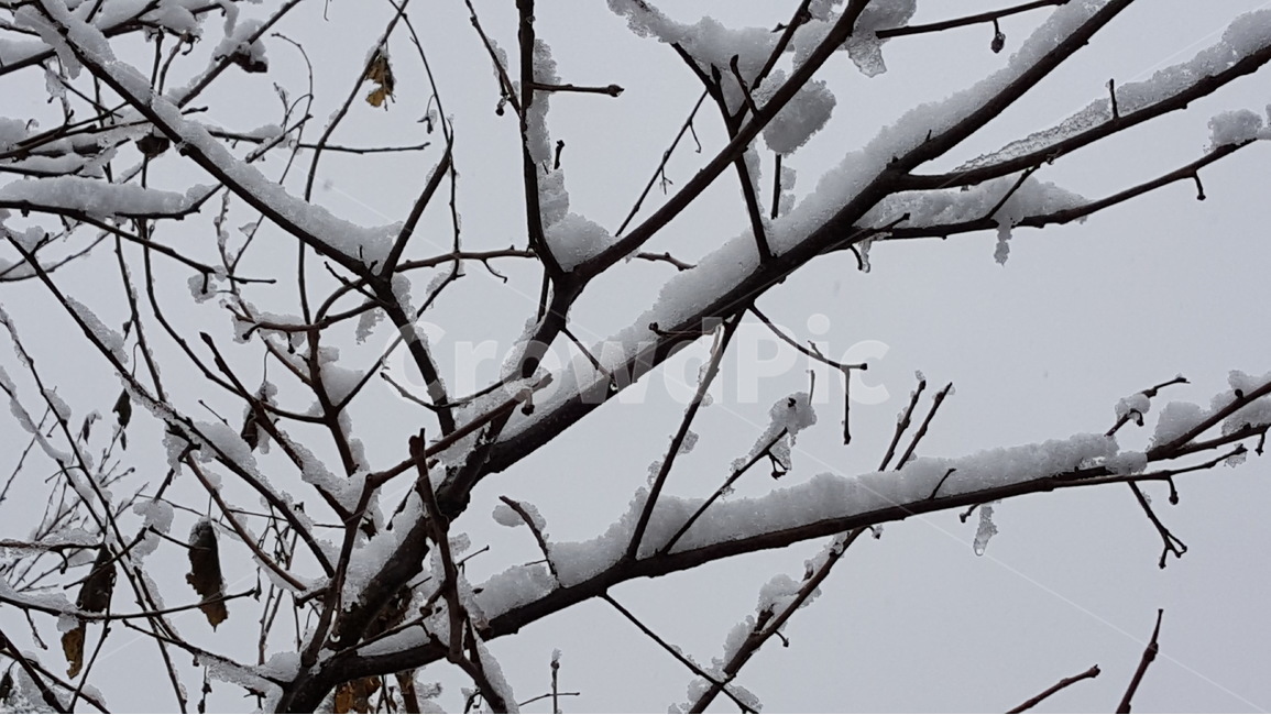 눈,춘설,가지,꽃샘추위,자연,경치,겨울,계절,winter,season,식물,자연,plants,nature,나무,trees,wood