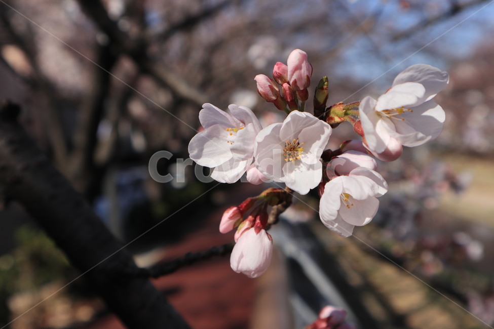 봄,벚꽃,꽃,spring,계절,시즌,season,꽃봉우리,거리,길