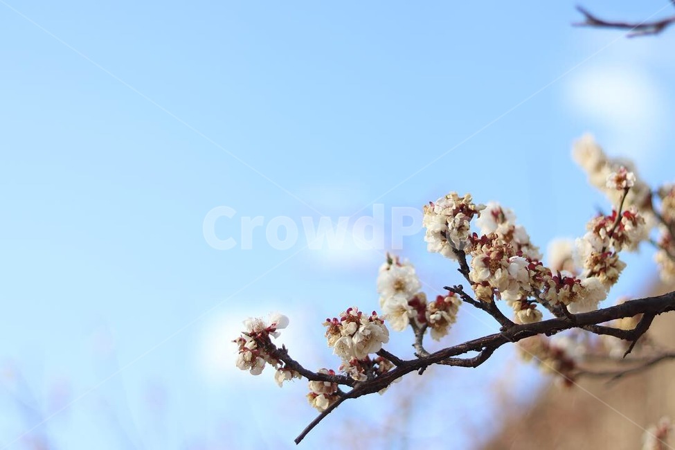 4월,봄,봄꽃,매화,맑은날,봄,계절,spring,season,식물,자연,plants,nature,꽃,flower,plant